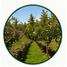 Plantaciones agrícolas