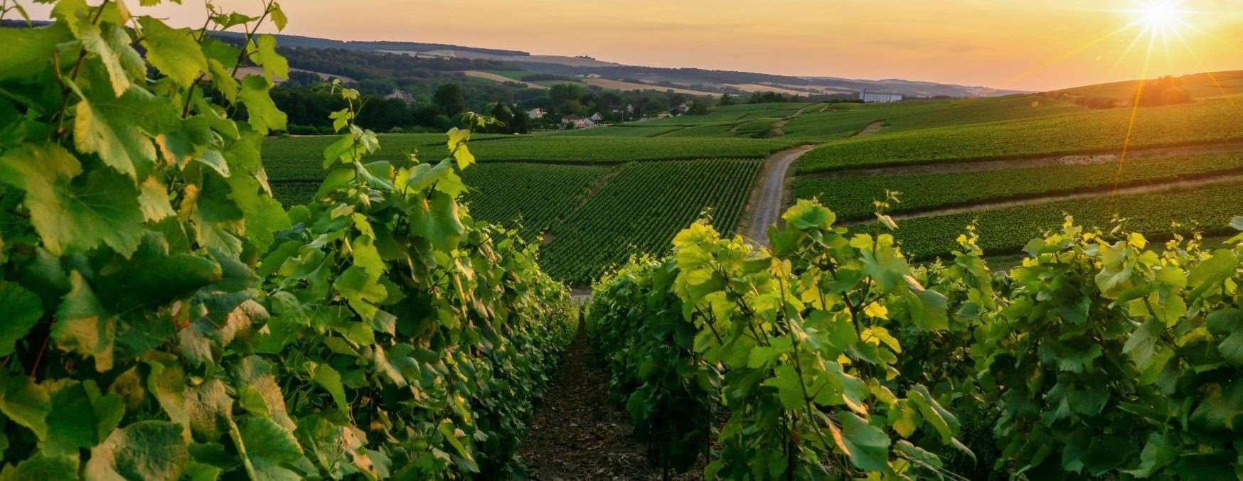 Viñedo en ladera al amanecer, con distintos microclimas a lo largo de la parcela